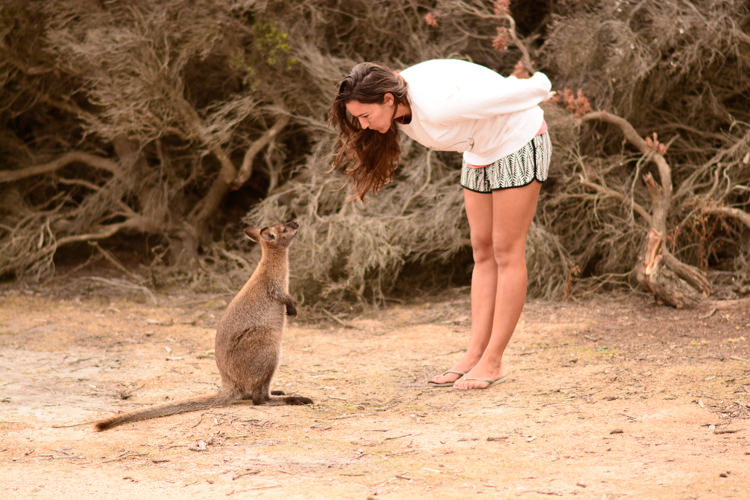 australie, australia, voyage, photo, photographie, freycinet national park, parc national, friendly beach, wallaby
