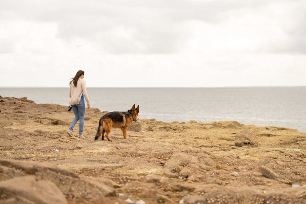 portrait de chien, photo de chien, berger allemand, chien, séance photo chien, séance photo berger allemand