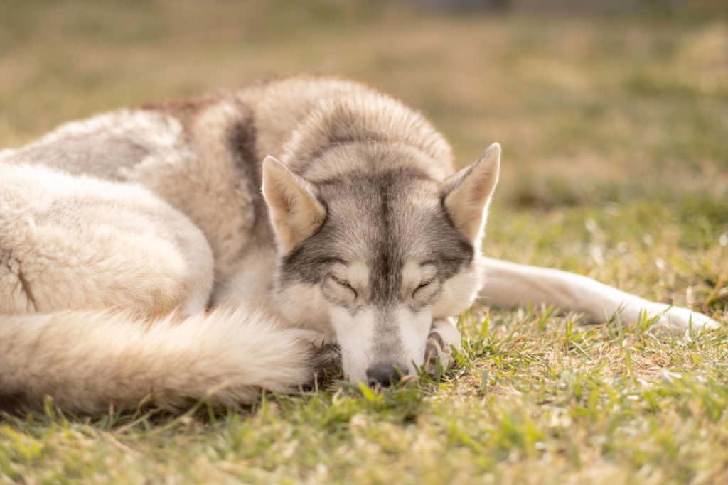 portrait de chien, photo de chien, husky, chiot, chien, séance photo chien, séance photo chiot, séance photo husky