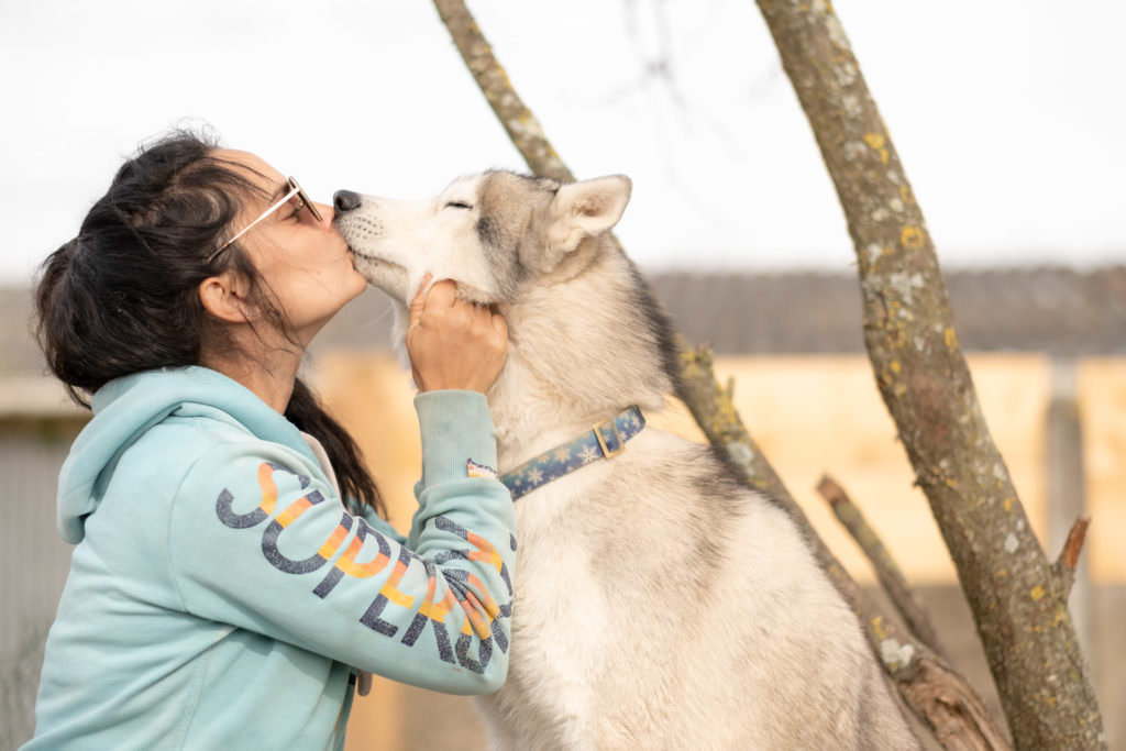 portrait de chien, photo de chien, husky, chiot, chien, séance photo chien, séance photo chiot, séance photo husky