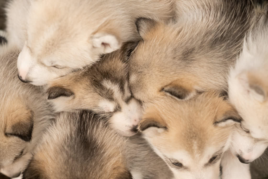 portrait de chien, photo de chien, husky, chiot, chien, séance photo chien, séance photo chiot, séance photo husky