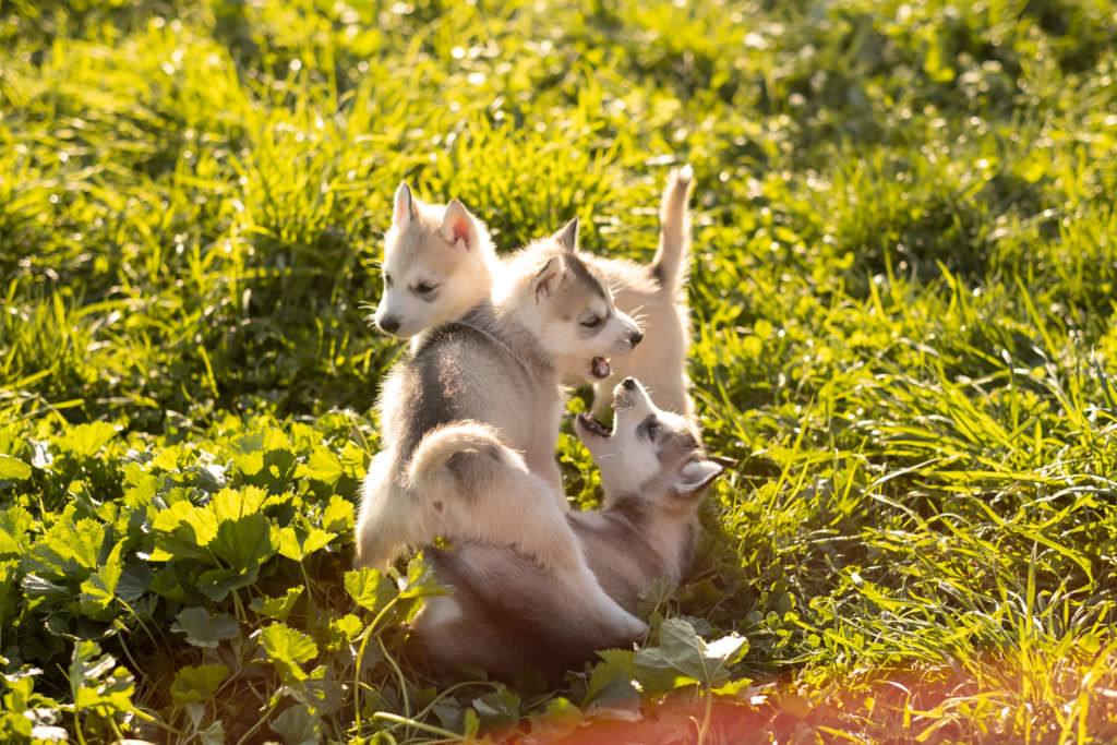 portrait de chien, photo de chien, husky, chiot, chien, séance photo chien, séance photo chiot, séance photo husky