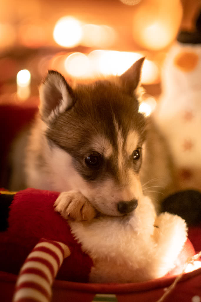 portrait de chien, photo de chien, husky, chiot, chien, séance photo chien, séance photo chiot, séance photo husky
