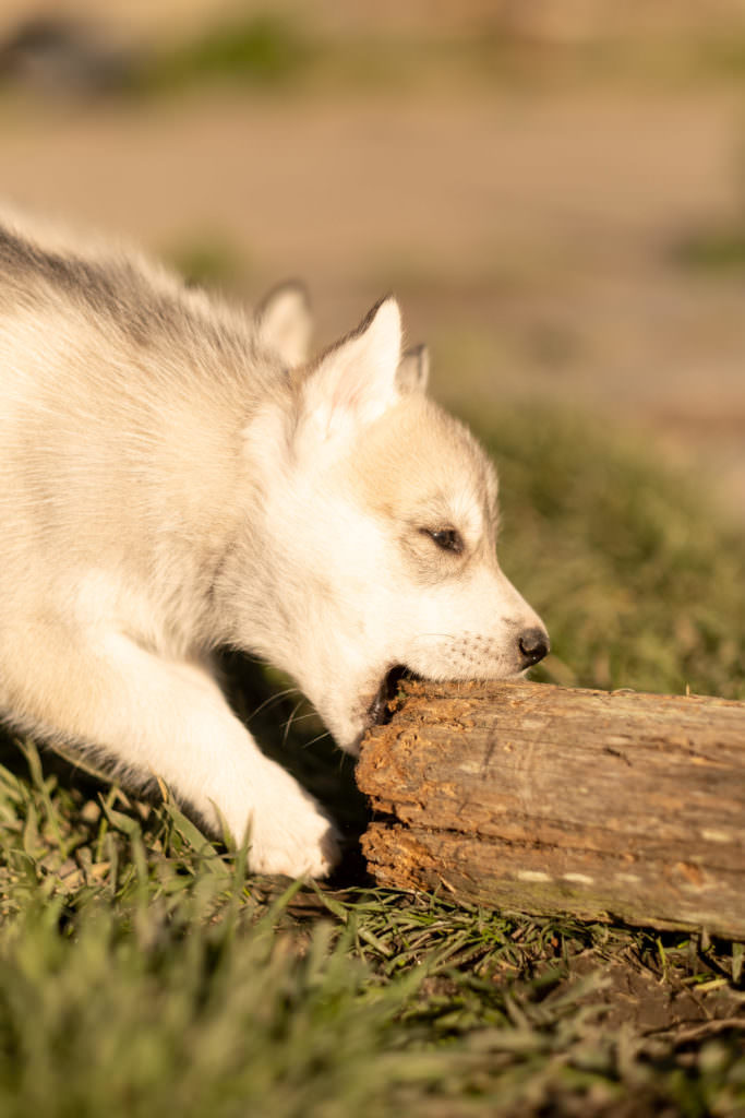 portrait de chien, photo de chien, husky, chiot, chien, séance photo chien, séance photo chiot, séance photo husky