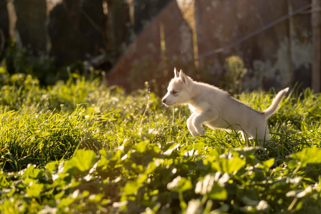 portrait de chien, photo de chien, husky, chiot, chien, séance photo chien, séance photo chiot, séance photo husky
