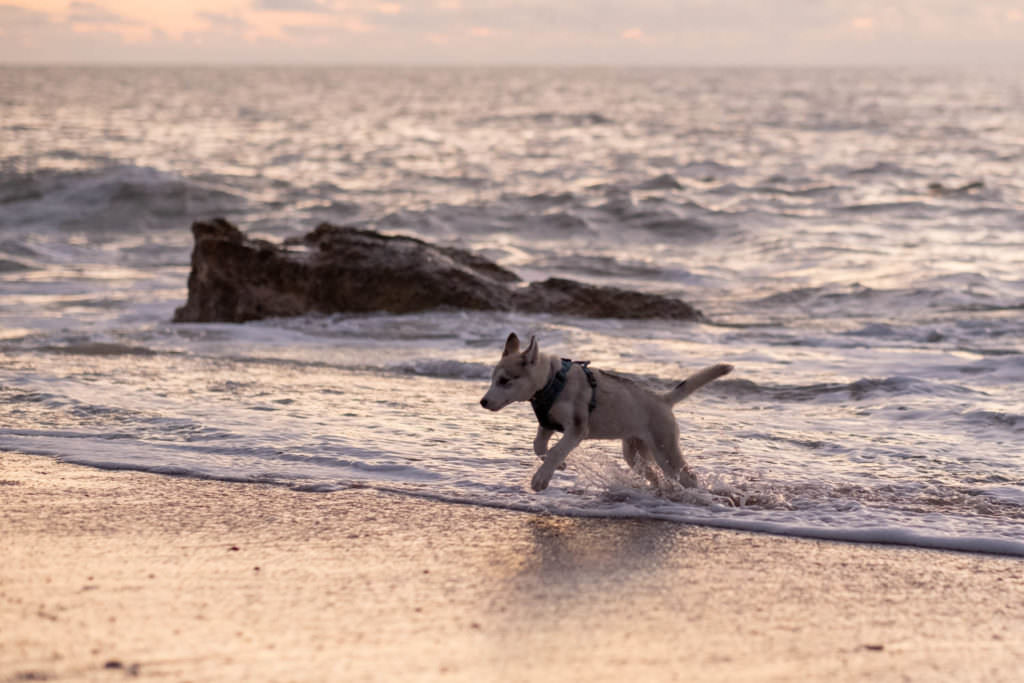 portrait de chien, photo de chien, husky, chiot, chien, séance photo chien, séance photo chiot, séance photo husky