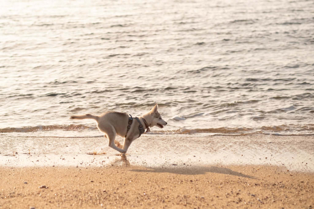 portrait de chien, photo de chien, husky, chiot, chien, séance photo chien, séance photo chiot, séance photo husky