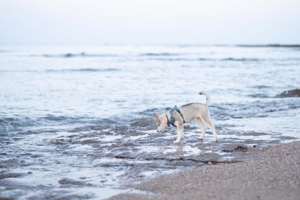 portrait de chien, photo de chien, husky, chiot, chien, séance photo chien, séance photo chiot, séance photo husky