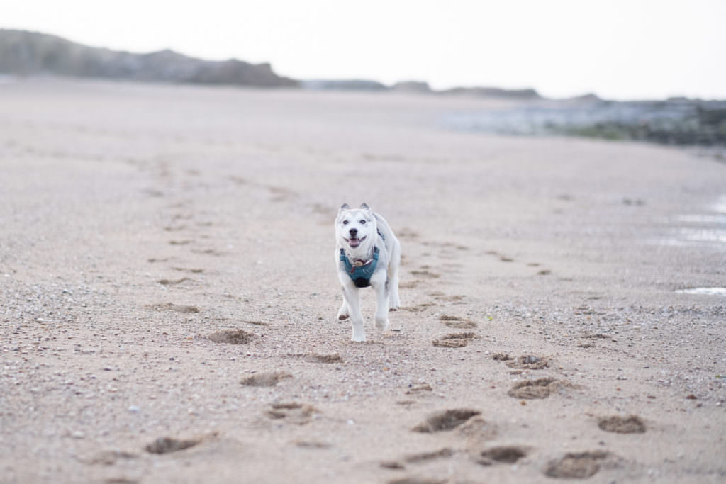 portrait de chien, photo de chien, husky, chiot, chien, séance photo chien, séance photo chiot, séance photo husky